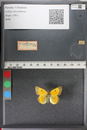 Media type: image;   Entomology 118933